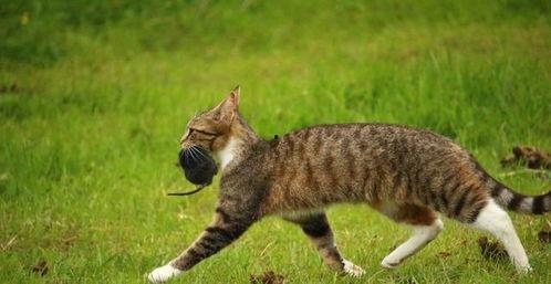 猫抓老鼠最新爆料,悬念迭起,反转不断! 第2张 猫抓老鼠最新爆料,悬念迭起,反转不断! 第2张