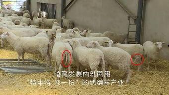 育肥羊爆料视频播放下载,育肥羊视频播放下载背后的惊人真相  第1张