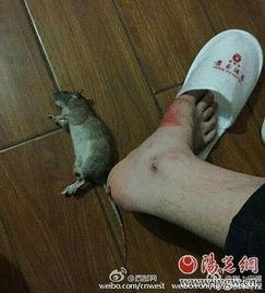 最新爆料老鼠事件,老鼠横行，卫生安全堪忧，最新老鼠事件引发社会关注